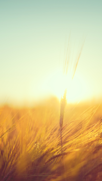 Солнечное небо