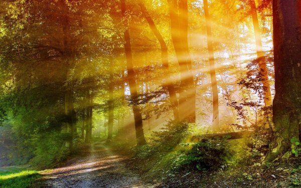 Рассвет в лесу