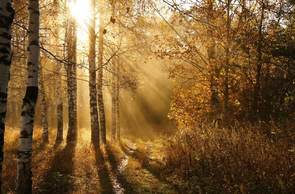 Природа солнце