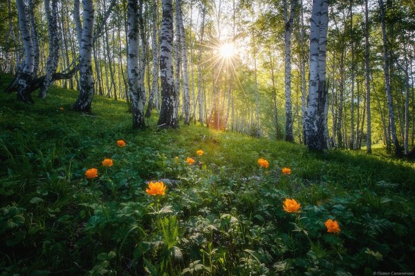 Цветы в лучах утреннего солнца