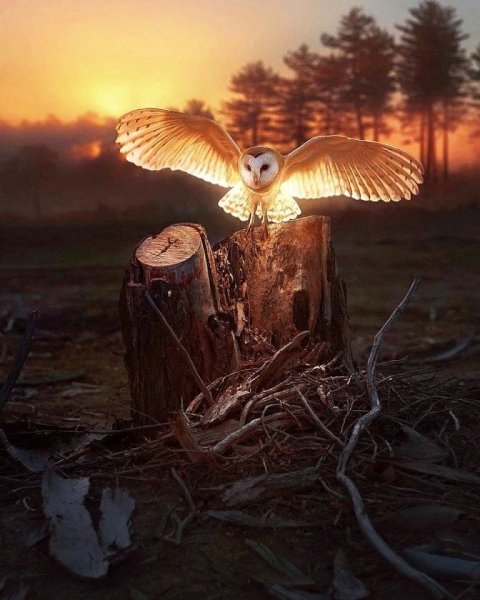 Сова на рассвете