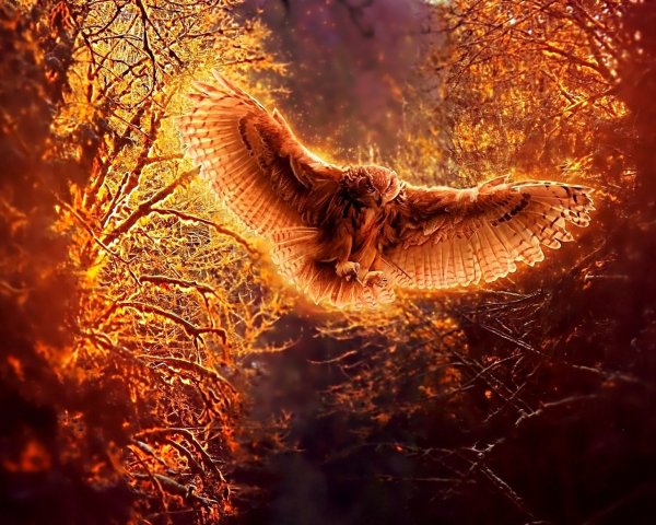 Сумасшедшая Сова