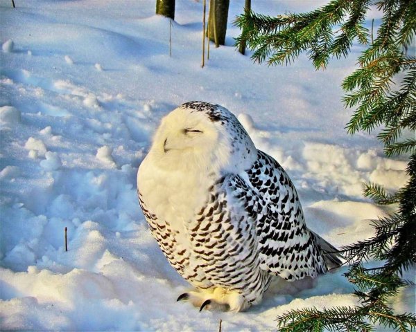 Сова весной