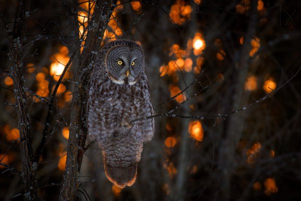 Сова в лесу на закате