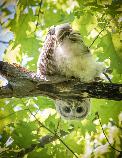 Тьяго Хойзель