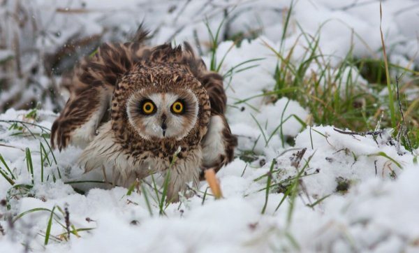 Филин в дупле