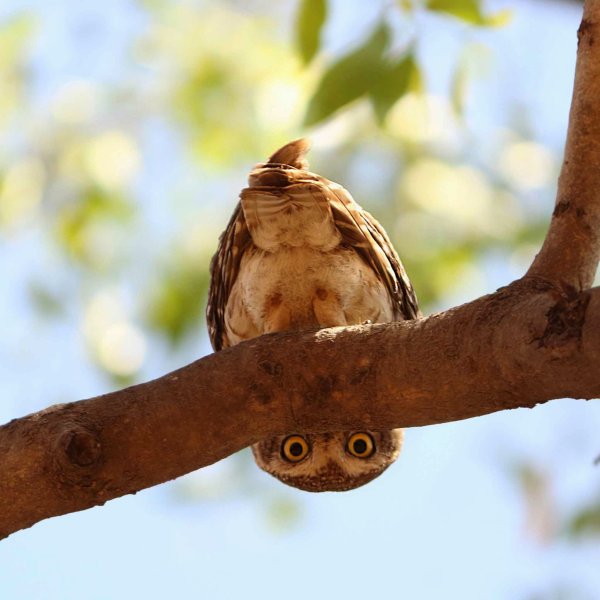 Полярная Сова арт
