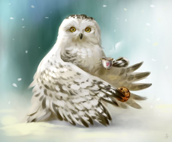 Мохноногий Сыч в дупле