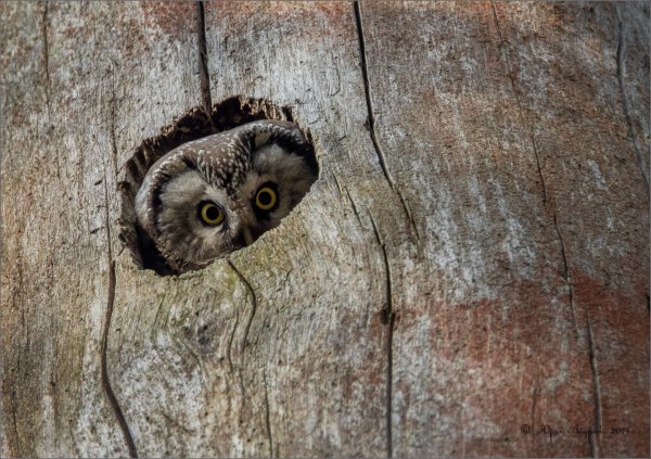 Сова в природе