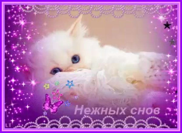 Спокойной ночи любимая