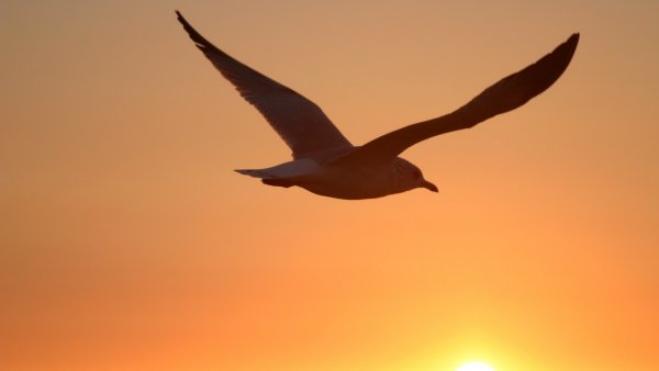 Чайки на закате