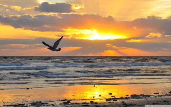 Море птицы рассвет