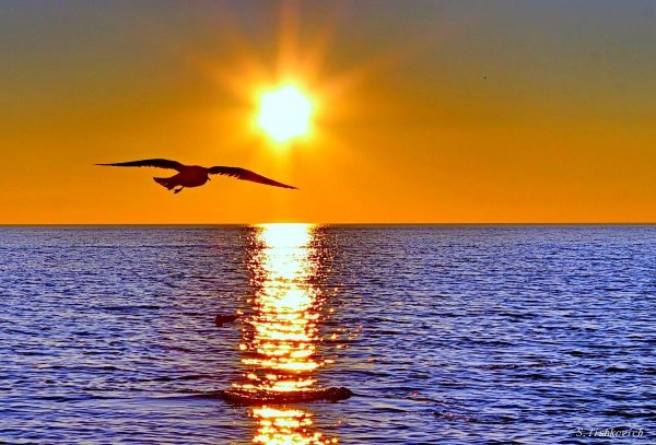 Чайки на закате