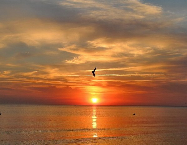 Птицы над морем на рассвете