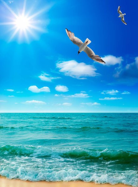 Море солнце Чайки