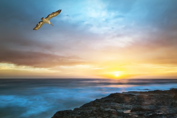 Птицы летающие над морем