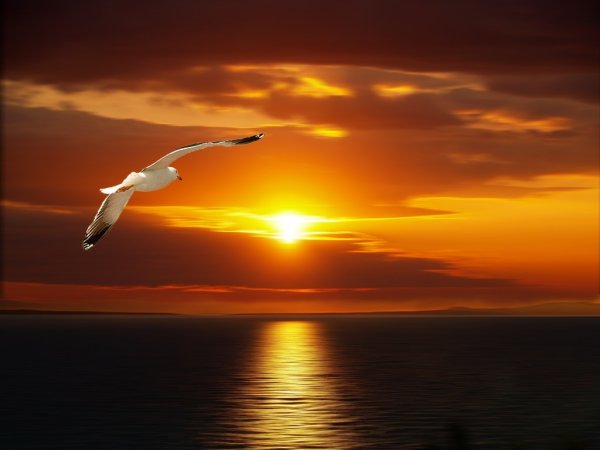 Морской закат с чайками