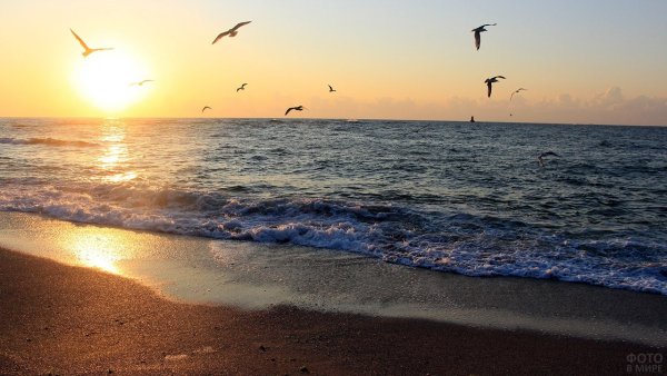 Пейзаж Чайки над морем