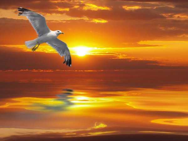 Закат горы море птицы