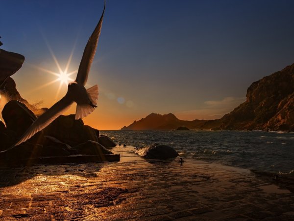 Море закат птицы