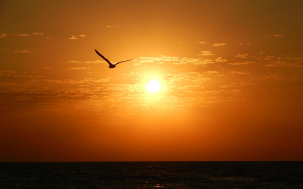 Чайка в полете на закате