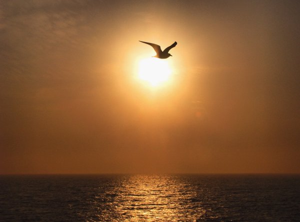 Финский залив закат Чайки