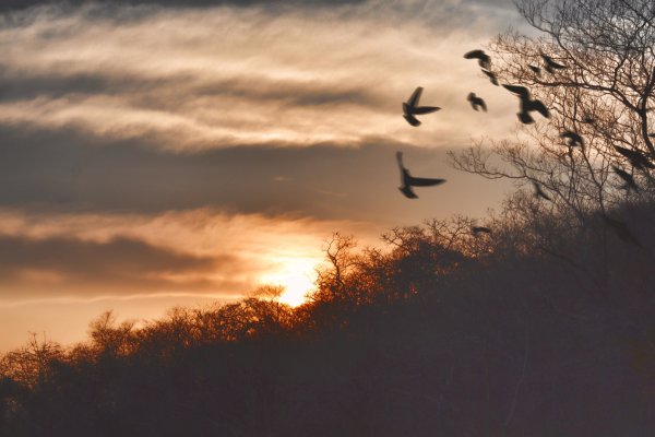 Птицы в небе