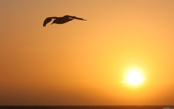 Птица в лучах солнца