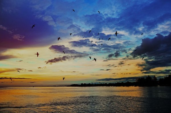 Птицы на закате