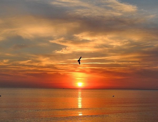 Птицы над морем на рассвете