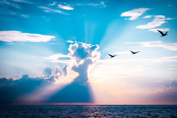 Птица парит в небе