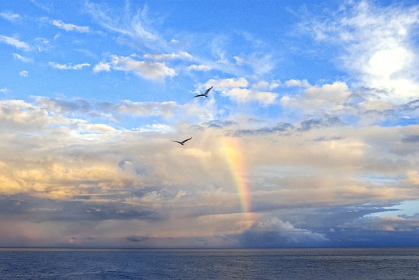 Море, Чайки