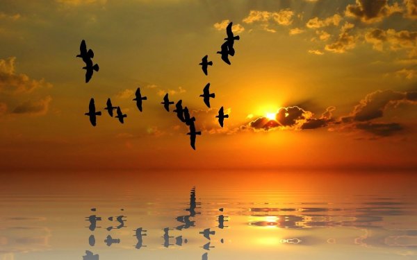 Полет птицы над морем