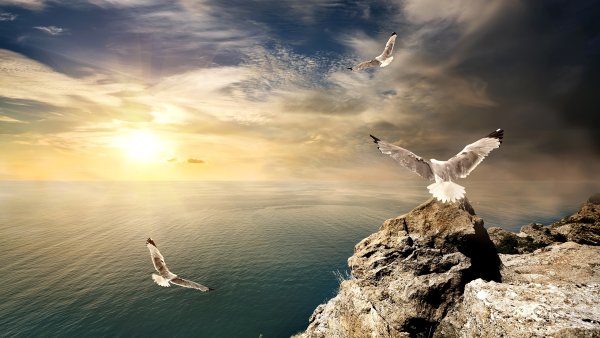 Голуби небо солнце