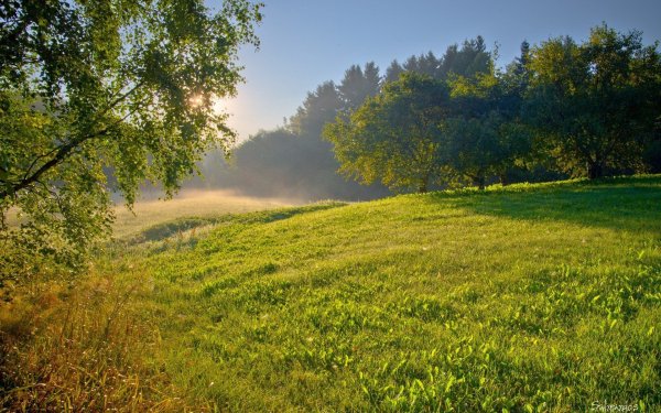 Раннее утро лето