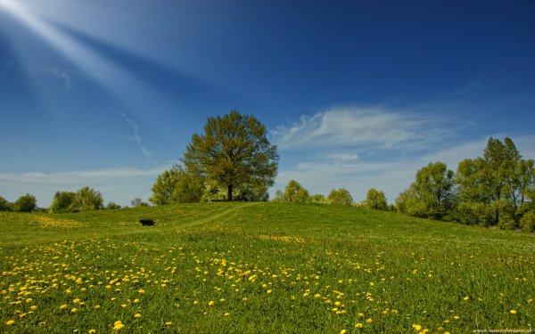 Поле одуванчиков