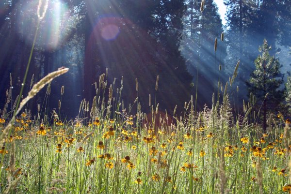 Березы солнце рассвет