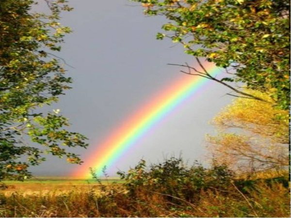 Радуга в лесу