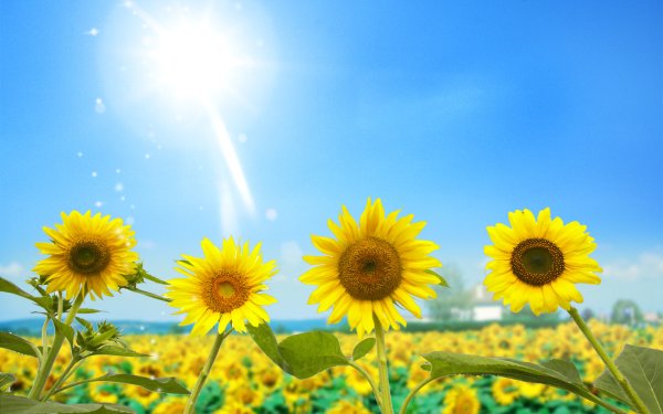 Подсолнечник Sunray Yellow