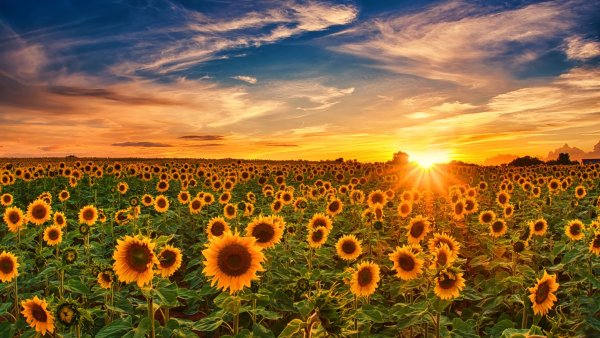 Природа август Подсолнухи