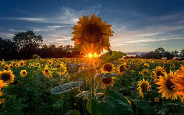 Подсолнухи поле вечер