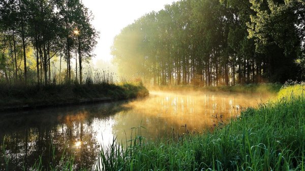 Лес река солнце