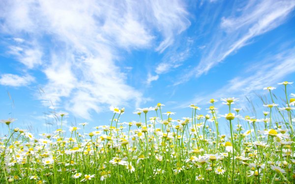 Фон с облаками и травой детский