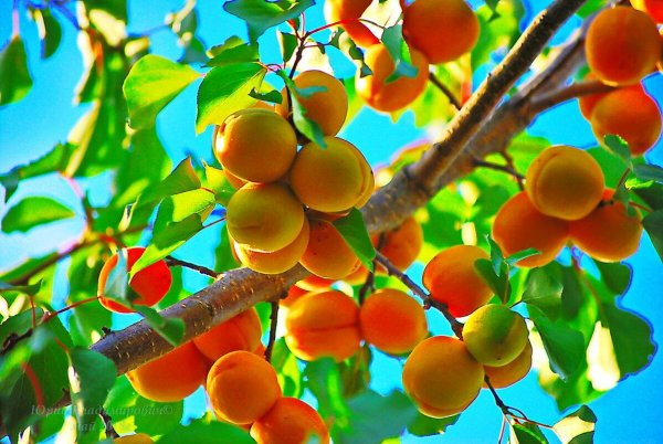 Красивые абрикосы