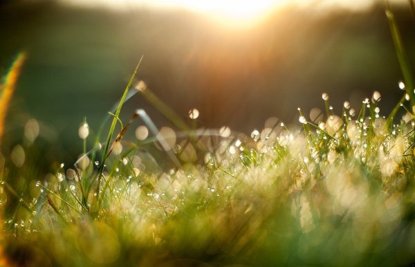 Солнечная Весна