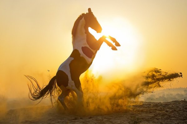 Марвари Катя Друзь