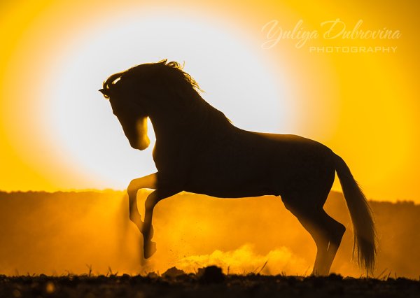 Лошадь на фоне солнца