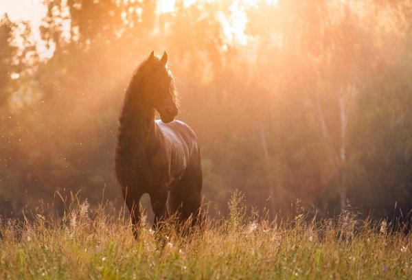 Лошадь в лучах солнца