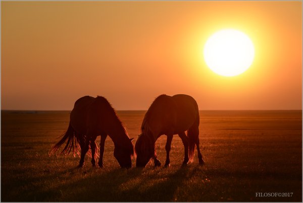 Конь солнце