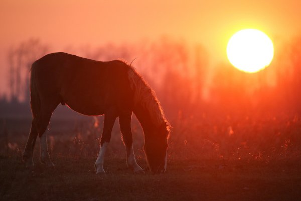 Лошадь в лучах солнца
